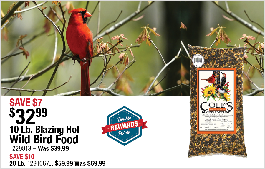 Cole's Blazing Hot Wild Bird Food